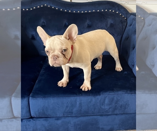 Medium Photo #14 French Bulldog Puppy For Sale in ATHERTON, CA, USA