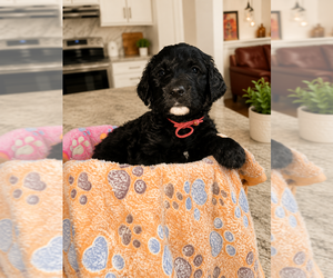 Goldendoodle Puppy for sale in WINSTON SALEM, NC, USA