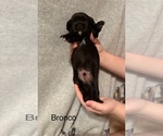 Puppy Bronco Shih Apso