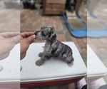 Small #4 Schnauzer (Miniature)