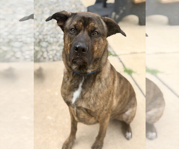 Medium Photo #2 Mastiff Puppy For Sale in Jackson , NJ, USA