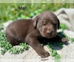 Puppy Mac Labrador Retriever