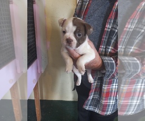 Boston Terrier Puppy for sale in KNOB NOSTER, MO, USA