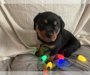 Rottweiler Puppy for sale in WESTERLY, RI, USA