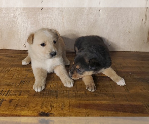 Medium Photo #2 English Shepherd-German Shepherd Dog Mix Puppy For Sale in ETNA GREEN, IN, USA
