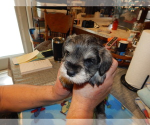 Schnauzer (Miniature) Puppy for sale in ROCKINGHAM, NC, USA