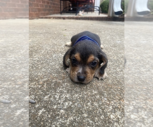 Medium Photo #2 Beagle Puppy For Sale in HAZEL GREEN, AL, USA