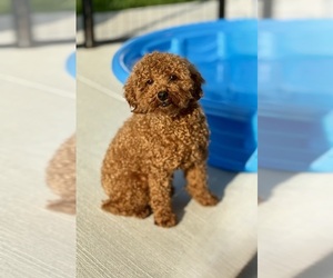 Father of the Maltipoo puppies born on 05/20/2025