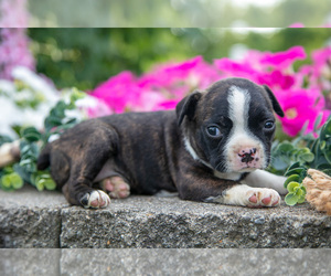 Medium Boston Terrier