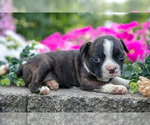 Puppy Margie Boston Terrier