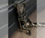 Small #1 Labrador Retriever Mix