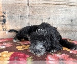 Small Photo #9 Bernedoodle (Miniature) Puppy For Sale in VERMONTVILLE, MI, USA
