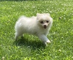 Small #1 Pomeranian