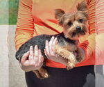Small #1 Mutt