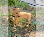 Small #3 Chiweenie