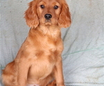 Small #2 Cavalier King Charles Spaniel-Goldendoodle Mix