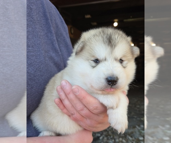 Medium Photo #1 Alaskan Malamute Puppy For Sale in CRIVITZ, WI, USA