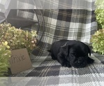 Small #3 Puggle