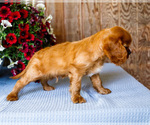 Small #14 Cavalier King Charles Spaniel