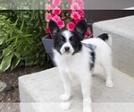 Small Photo #3 Papillon Puppy For Sale in SEBRING, OH, USA