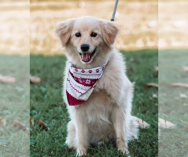 Medium Photo #2 Australian Shepherd-Unknown Mix Puppy For Sale in Cliffwood, NJ, USA