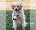 Small #1 Australian Shepherd Mix