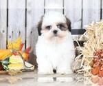 Small Photo #2 Shih Tzu Puppy For Sale in MOUNT VERNON, OH, USA