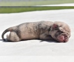 Small #4 Pug
