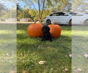 Poodle (Standard) Puppy for sale in BEAVER, WV, USA