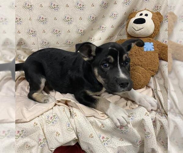 Medium Photo #1 Siberian Husky-Unknown Mix Puppy For Sale in Modesto, CA, USA