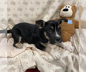 Siberian Husky-Unknown Mix Dogs for adoption in Modesto, CA, USA