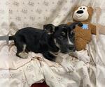 A614661 - Female Siberian Husky-Unknown Mix Dog for Adoption - Small photo