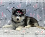 Small #4 Pomsky