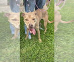 MINNIE - Female Mutt Dog for Adoption - Small photo