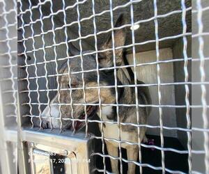 Siberian Husky-Unknown Mix Dogs for adoption in San Antonio, TX, USA
