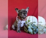 Small Photo #1 French Bulldog Puppy For Sale in QUARRYVILLE, PA, USA
