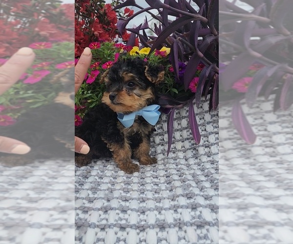 Medium Photo #2 Yorkshire Terrier Puppy For Sale in INDIANAPOLIS, IN, USA
