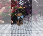Small #1 Yorkshire Terrier