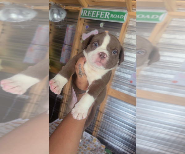 Medium Photo #1 American Bully Puppy For Sale in REIDSVILLE, GA, USA