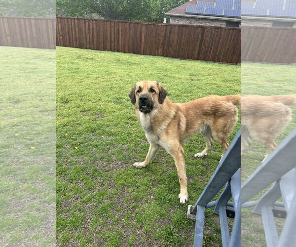 Medium Photo #4 Anatolian Pyrenees Puppy For Sale in McKinney, TX, USA