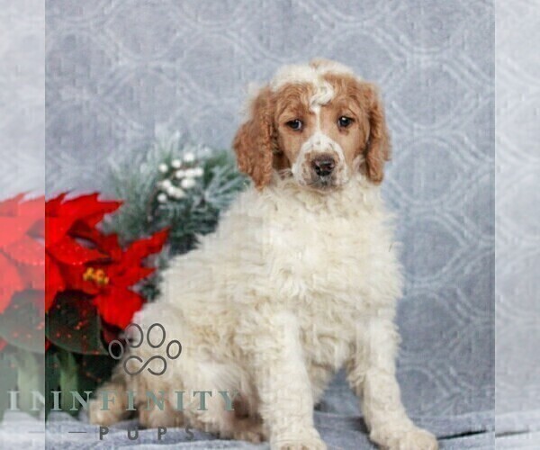 Medium Photo #3 Poodle (Standard) Puppy For Sale in LANCASTER, PA, USA