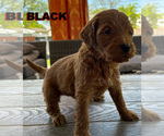 Puppy black Goldendoodle