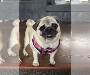 Pug Dogs for adoption in St. Louis Park, MN, USA