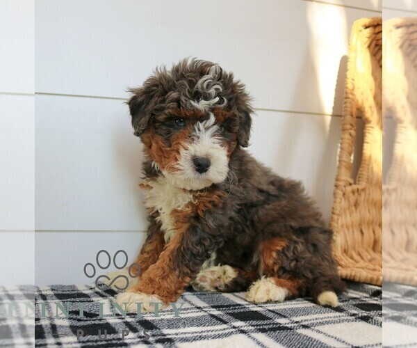 Medium Photo #4 Bernedoodle (Miniature) Puppy For Sale in NARVON, PA, USA