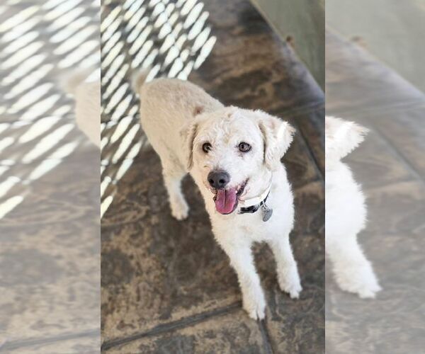 Medium Photo #2 Poodle (Miniature) Puppy For Sale in Tempe , AZ, USA