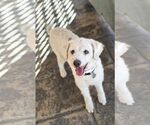 Small #1 Poodle (Miniature)