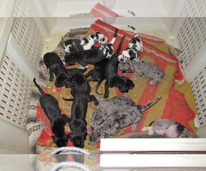 Great Dane Puppy for sale in RENO, NV, USA