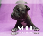 Small #2 American Bully-Bull Terrier Mix