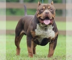 Small Photo #1 American Bully Puppy For Sale in JOHNS ISLAND, SC, USA