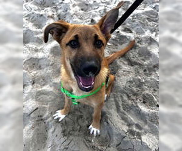 Medium Photo #1 Mutt Puppy For Sale in Salinas, CA, USA